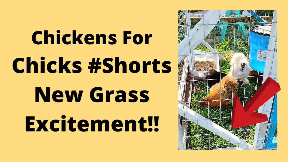 New Grass For Romeo and The Girls
i.mtr.cool/cagiccascv
#backyardchickens #chickenexcitement #silkiechickens #ChickensForChicks #ChickendaleAR #Chickendale #CFC