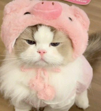 RiderZitto tweet media