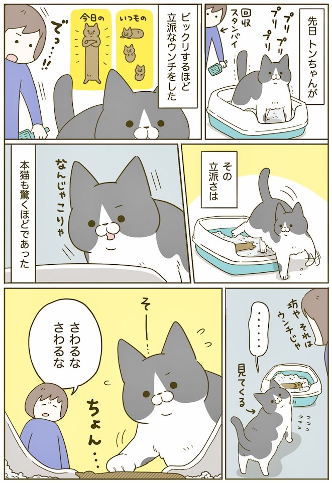 猫のウンチが絶好調だった日の漫画 