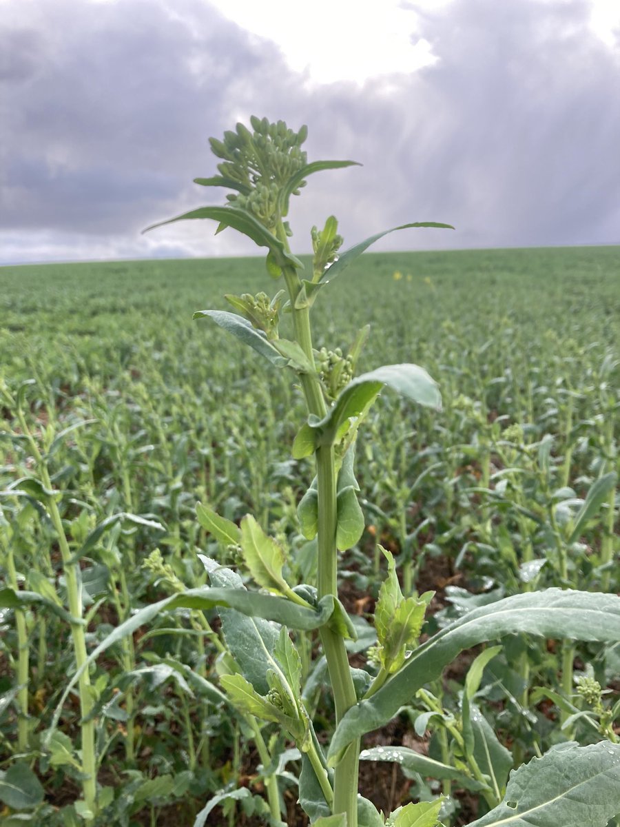 Emmanuel BONNIN tweet media