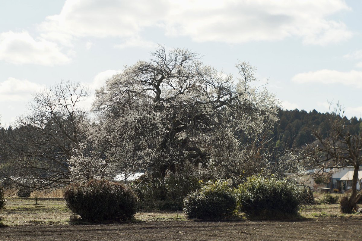 takuya_akiyama's tweet photo. 2024/02/24 #お散歩写真
SONY α7II/FL 58mm F1.2
#SONY #α7II #SONYα7II
#CanonFL #FL https://t.co/PWeglJjHVh