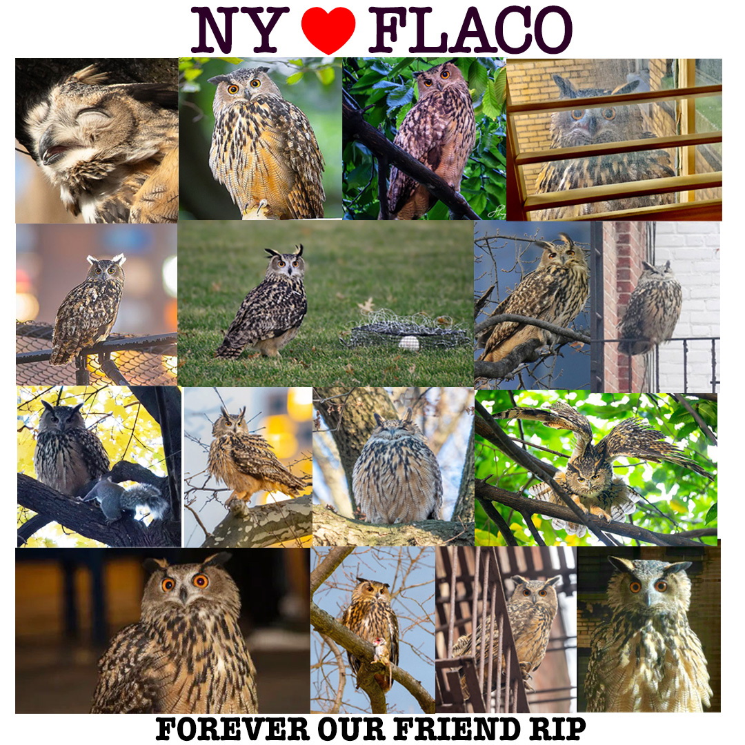nicoleblairart's tweet photo. HE BROUGHT US ALL SO MUCH JOY. I WAS LUCKY TO FIND HIM ON MY BIRTHDAY. HE WAS THE BEST GIFT EVER. HEARTBROKEN! #flaco #flacotheowl #NYC #birdccp #birdcpp #NewYorkCity #centralpark @BirdCentralPark @DiveArtist @Above96th @StellaH07773809
@davidlei @jacquelineUWS @Hanabi_NYC https://t.co/3MSHEgVTpM