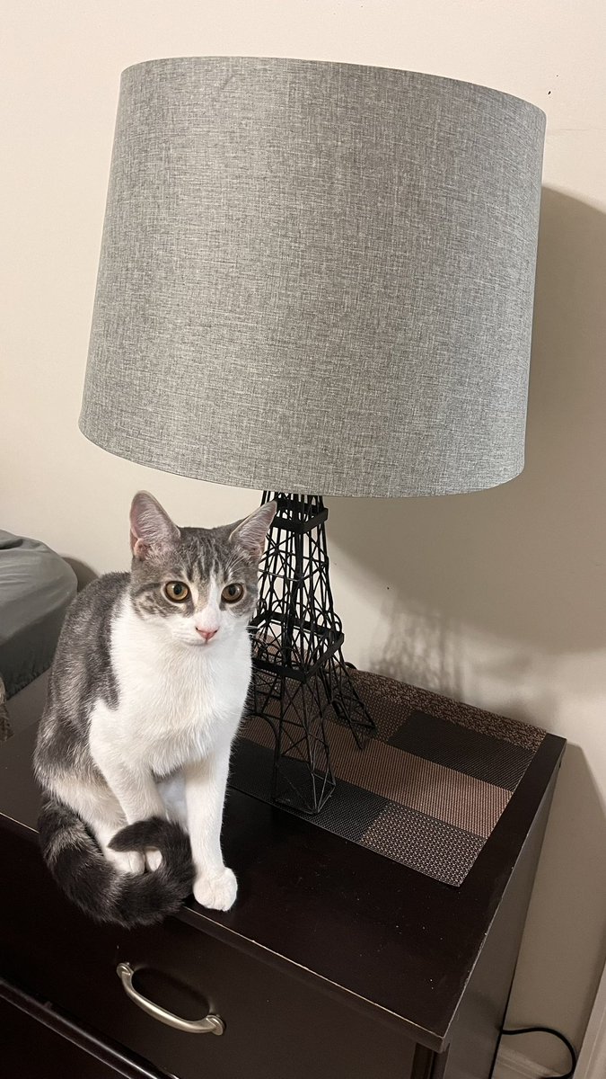 cottocarmen's tweet photo. @iliskisorunu  Please Help one of my kittens to be on the cover of a magazine by giving them your free vote, we are already in 4th place 1 vote free every day for Jack please❤️

https://t.co/HVYSwY3muG https://t.co/nVvMGrcH7n