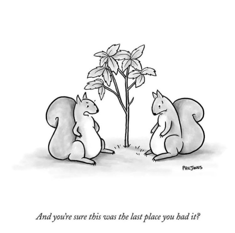STEMSquirrels's tweet photo. How many times do you think this has happened to squirrels?? 🐿️ 
#STEMsquirrels #squirrels #lostnuts #newtrees https://t.co/WfK9A0SiON