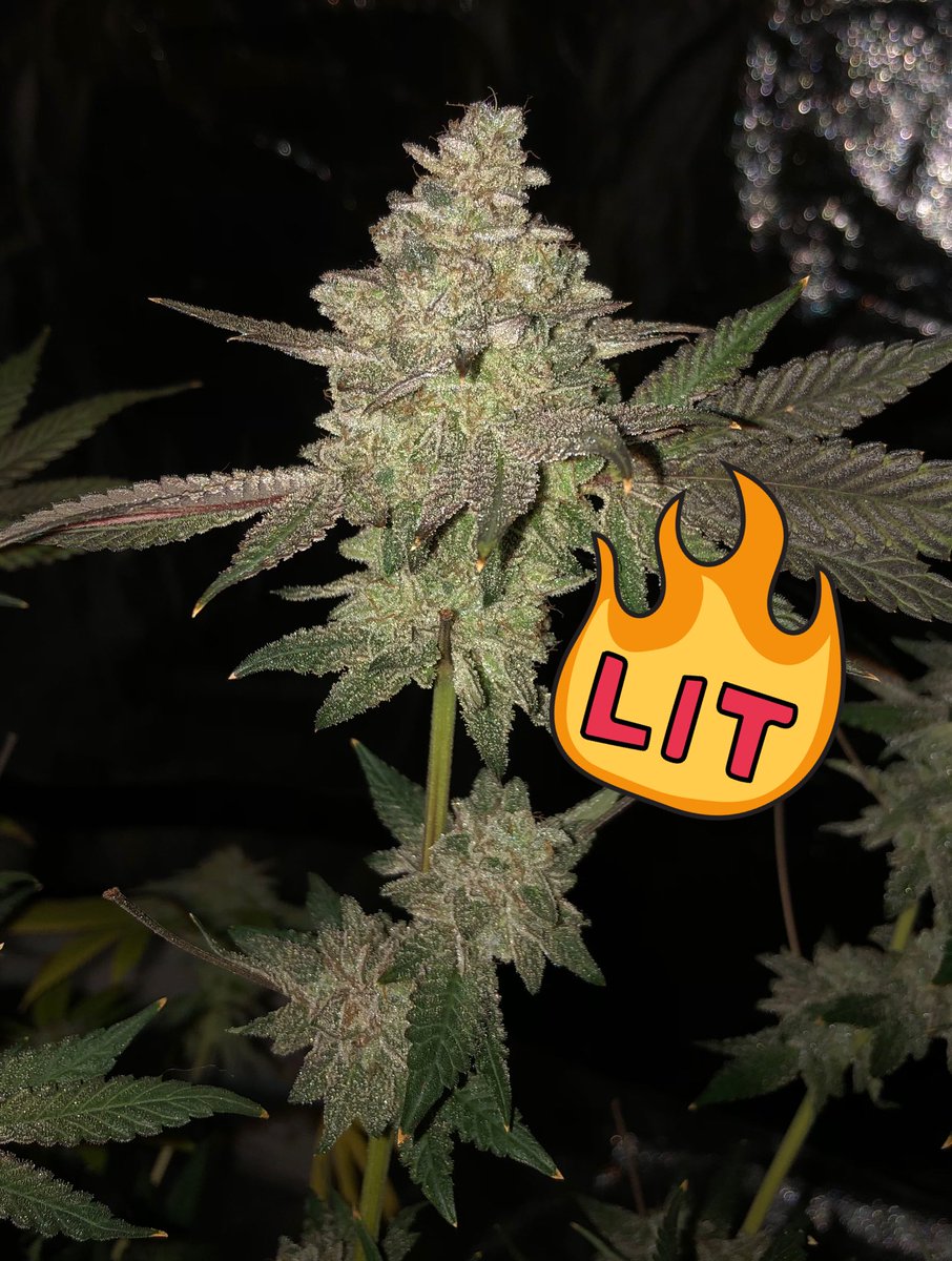 jeff_thegreat1's tweet photo. The difference between my 1st #LarryCake grow and my current one.
As of right now my 1st run wins but crazier things have happened. What a great strain w/ loads of terps π₯π₯
Gunna be badass no matter what.
#Cannaland #GrowYourOwn #BigTerps #GeneticsMatter #LetsGroow https://t.co/93VFbZ8bRj
