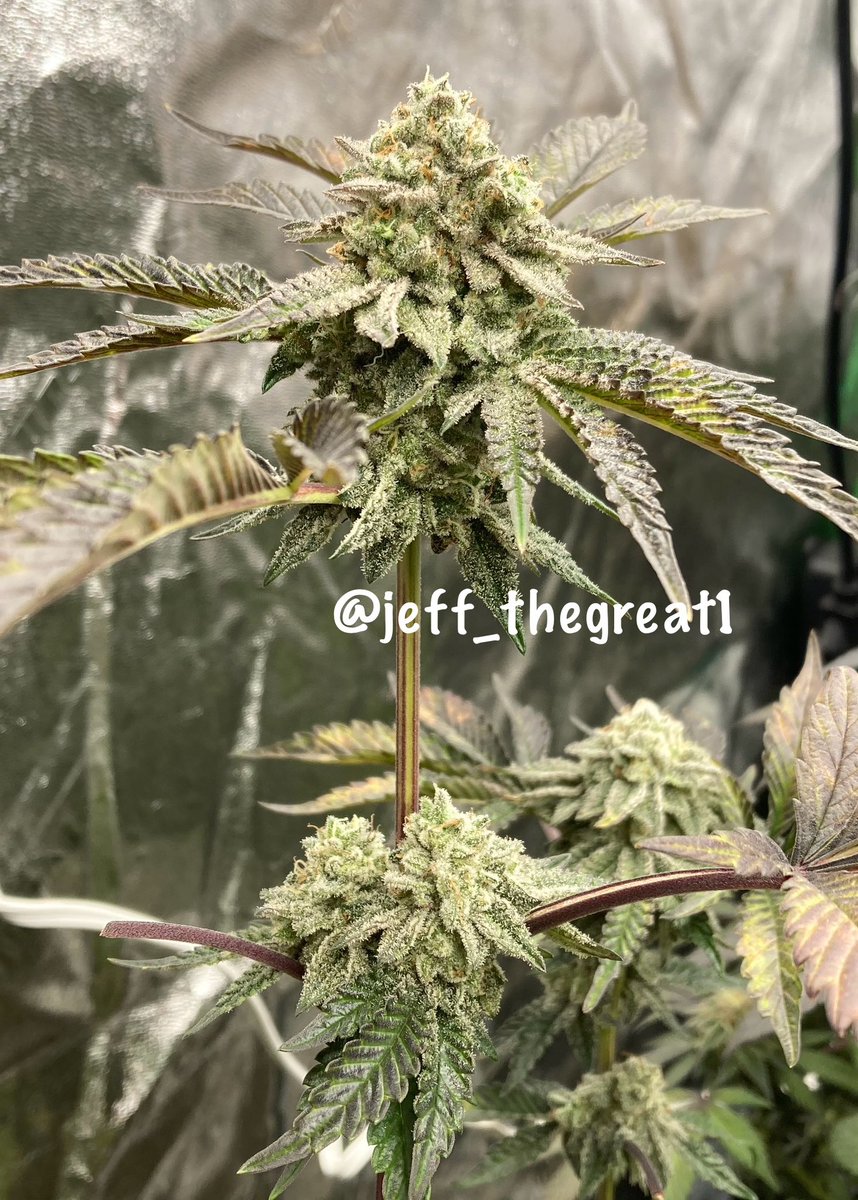 jeff_thegreat1's tweet photo. The difference between my 1st #LarryCake grow and my current one.
As of right now my 1st run wins but crazier things have happened. What a great strain w/ loads of terps π₯π₯
Gunna be badass no matter what.
#Cannaland #GrowYourOwn #BigTerps #GeneticsMatter #LetsGroow https://t.co/93VFbZ8bRj
