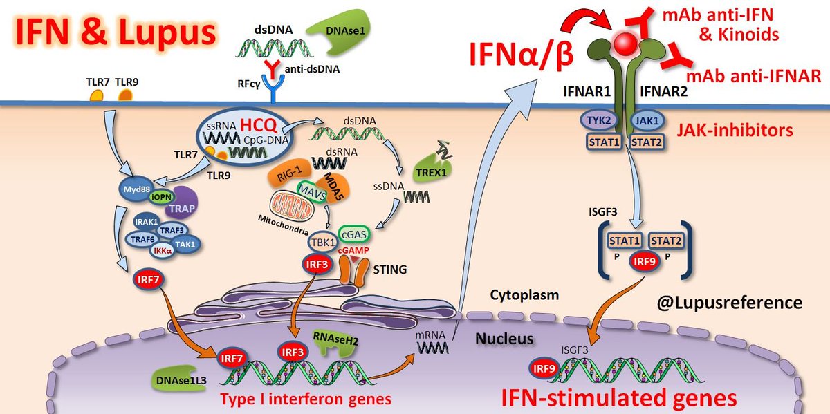 ✅ Let's review 👀 the central role of interferons type I, particularly IFN-alpha 🔥 in the pathogenesis of #Lupus and other IMIDs🐺🦋 and learn more about its potential as a target 🎯 for treatment 🏥
➡️ LINK: doi.org/10.1016/j.jbsp…