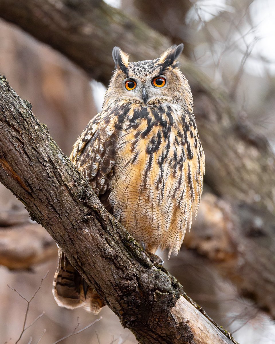 goodbye Flaco. you were a reminder of the bit of magic in the everyday. I never thought a little owl could bring me so much joy. Fly free, Flaco. You’ll always be in our hearts.