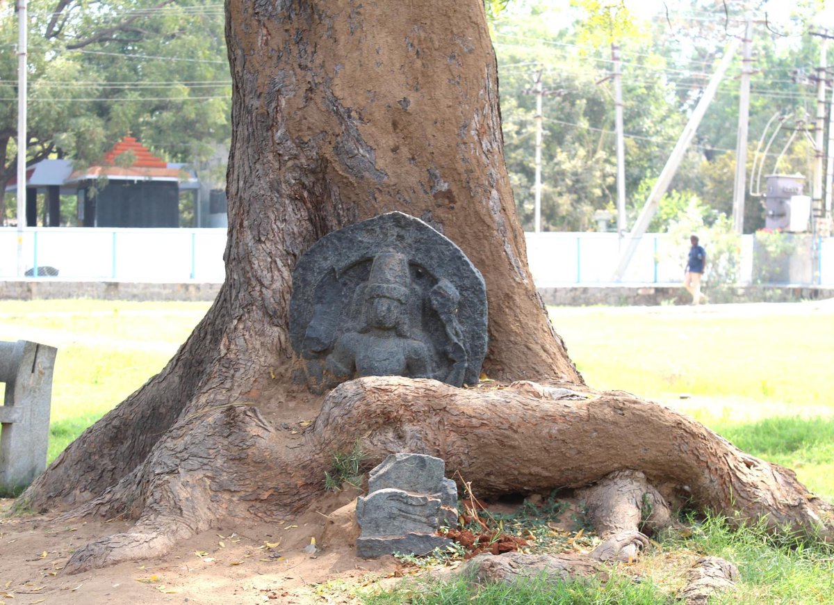 I love the way this tree has wrapped its roots around this old sculpture. So protective! Ramalingeshwara temple, Tadipatri, AP.