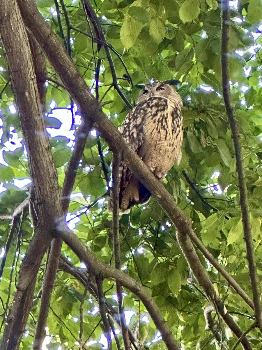 VFAR is deeply saddened by the death of Flaco, the beloved Eurasian eagle owl. Held captive in a small enclosure for more than 12 years, Flaco escaped the Central Park Zoo last year and immediately became the toast of the town and a symbol of freedom.🧵