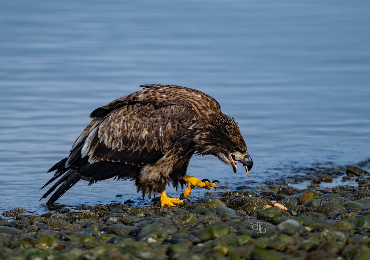 Juvie Bald Eagle munching on some crab. 
#BirdsOfTwitter #BritishColumbia #BaldEagles #EaglesEverywhere #NaturePhotography #TwitterNaturePhotography #wildlifephotography