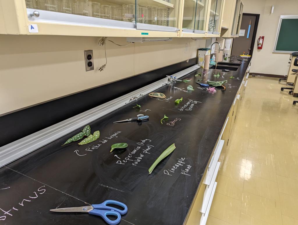 Dr. Tasha Ausman (@tausman) on Twitter photo Another great day in PED4194 Senior Biology <a href="/uOttawaEdu/">uOttawa Education</a> .. The stomata lab is always a hit and it's a great entry point for talking about how plants are dynamic and challenge "plant blindness." Another great day in PED4194 Senior Biology <a href="/uOttawaEdu/">uOttawa Education</a> .. The stomata lab is always a hit and it's a great entry point for talking about how plants are dynamic and challenge "plant blindness."