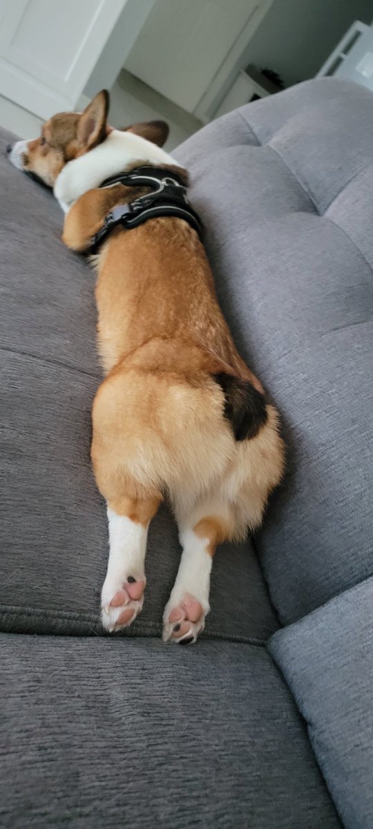 LOOK AT THE GOOD BOI, LOOK AT THOSE LEGGIES