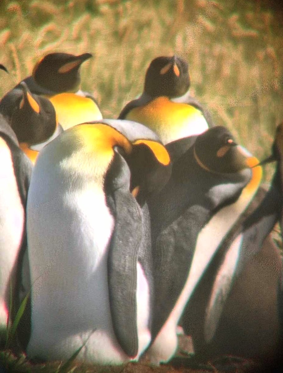 It was Just amazing to see the king penguin colony on Tierra Del Fuego today 😍
