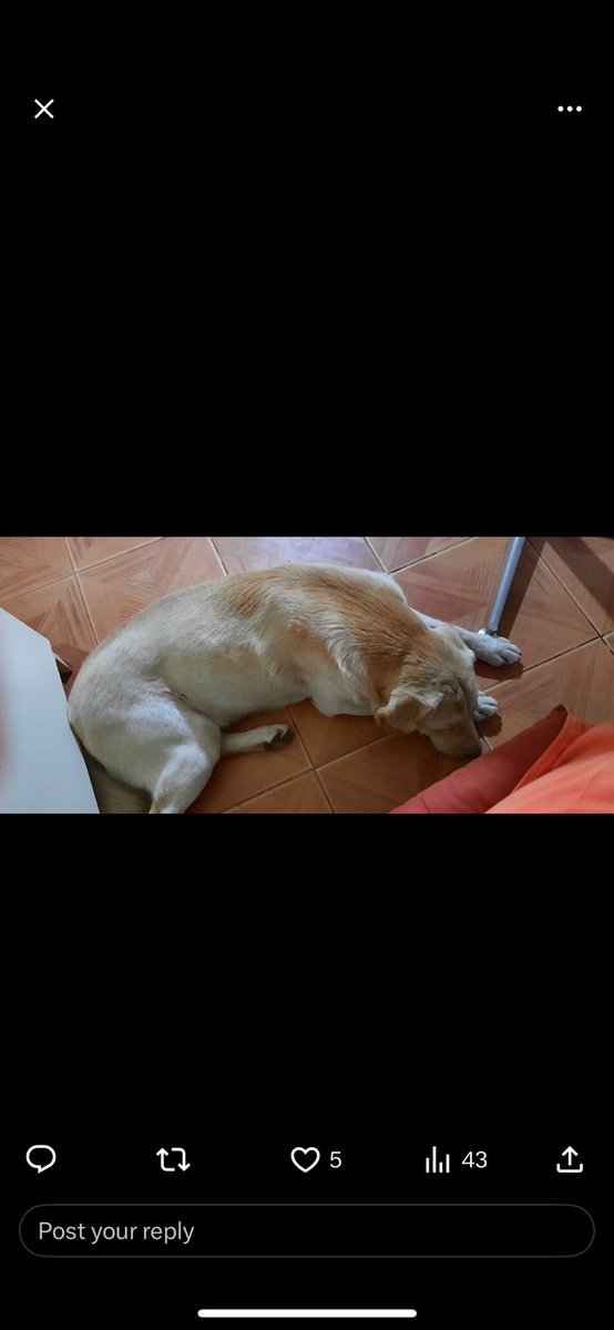 javi06112's tweet photo. @GG63204971 @perritos_sos @carolinapinoc Hay una persona que publicó este perrito que llegó a su casa estos días y cree puede ser de los afectados por los incendios se parece mucho… ayúdenme a ubicar a Javi https://t.co/qEZJ9HCA5X