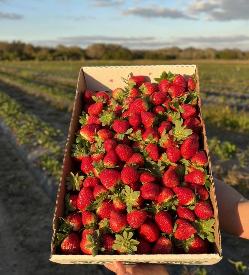 Hunsader Farms, a family-owned and operated farm in Bradenton, is still open with their u-pick strawberries 🍓 #visitbradenton #floridafarming

hunsaderfarms.com