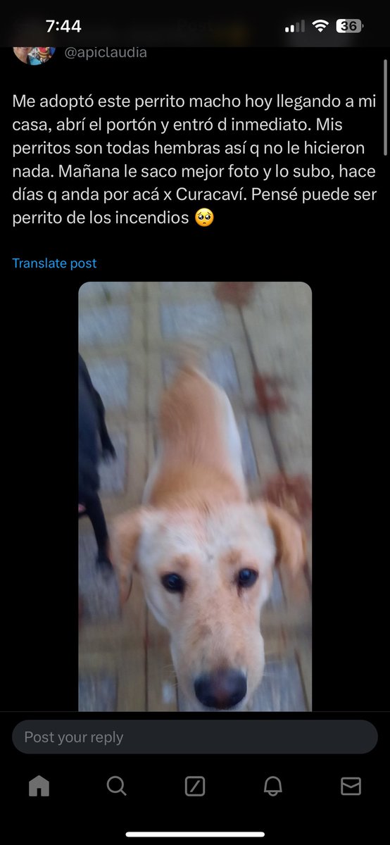javi06112's tweet photo. @luv7jin esta persona publicó que un perrito llegó a su casa estos días ella cree que arrancó de los incendios… las fotos no están muy buenas pero se parece a una publicada por ti… te dejo pantallazos de la publicación 🙏 https://t.co/KjY5T1crQ3