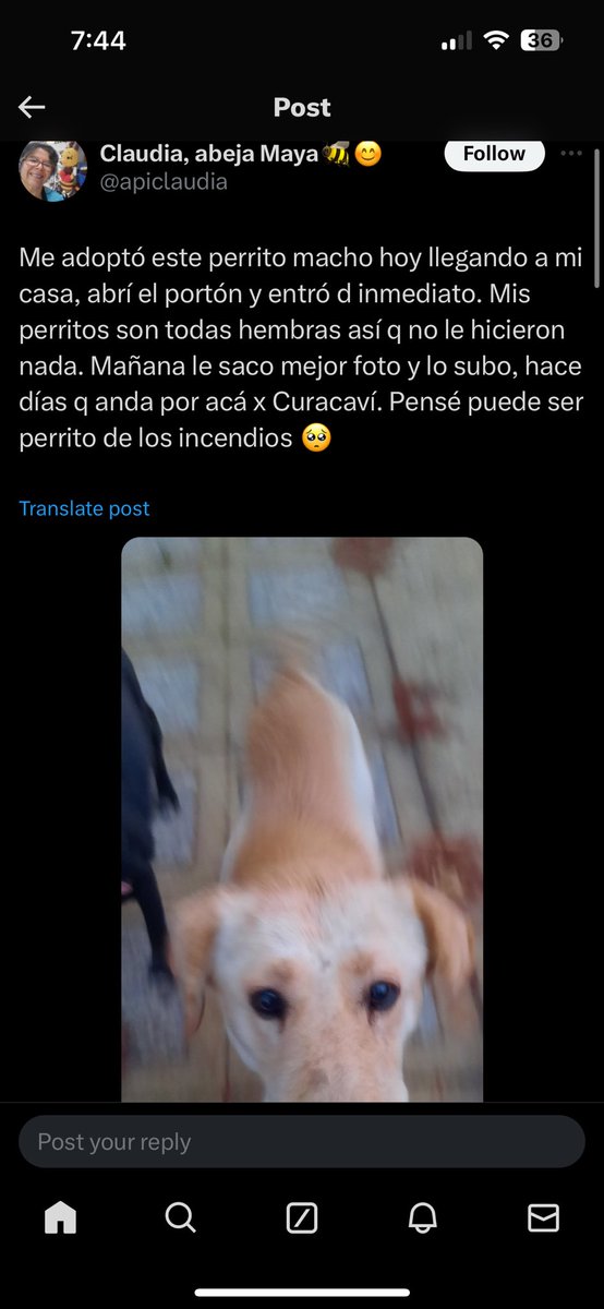 javi06112's tweet photo. @luv7jin esta persona publicó que un perrito llegó a su casa estos días ella cree que arrancó de los incendios… las fotos no están muy buenas pero se parece a una publicada por ti… te dejo pantallazos de la publicación 🙏 https://t.co/KjY5T1crQ3