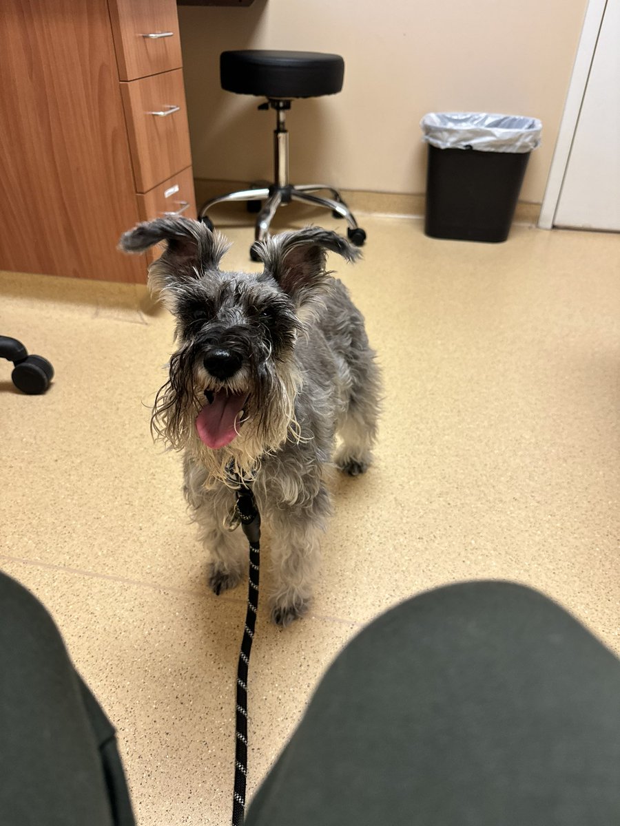 Cardiologist visit went great ! I’m still stable and doing good. Phew #SchnauzerGang #dogsofx