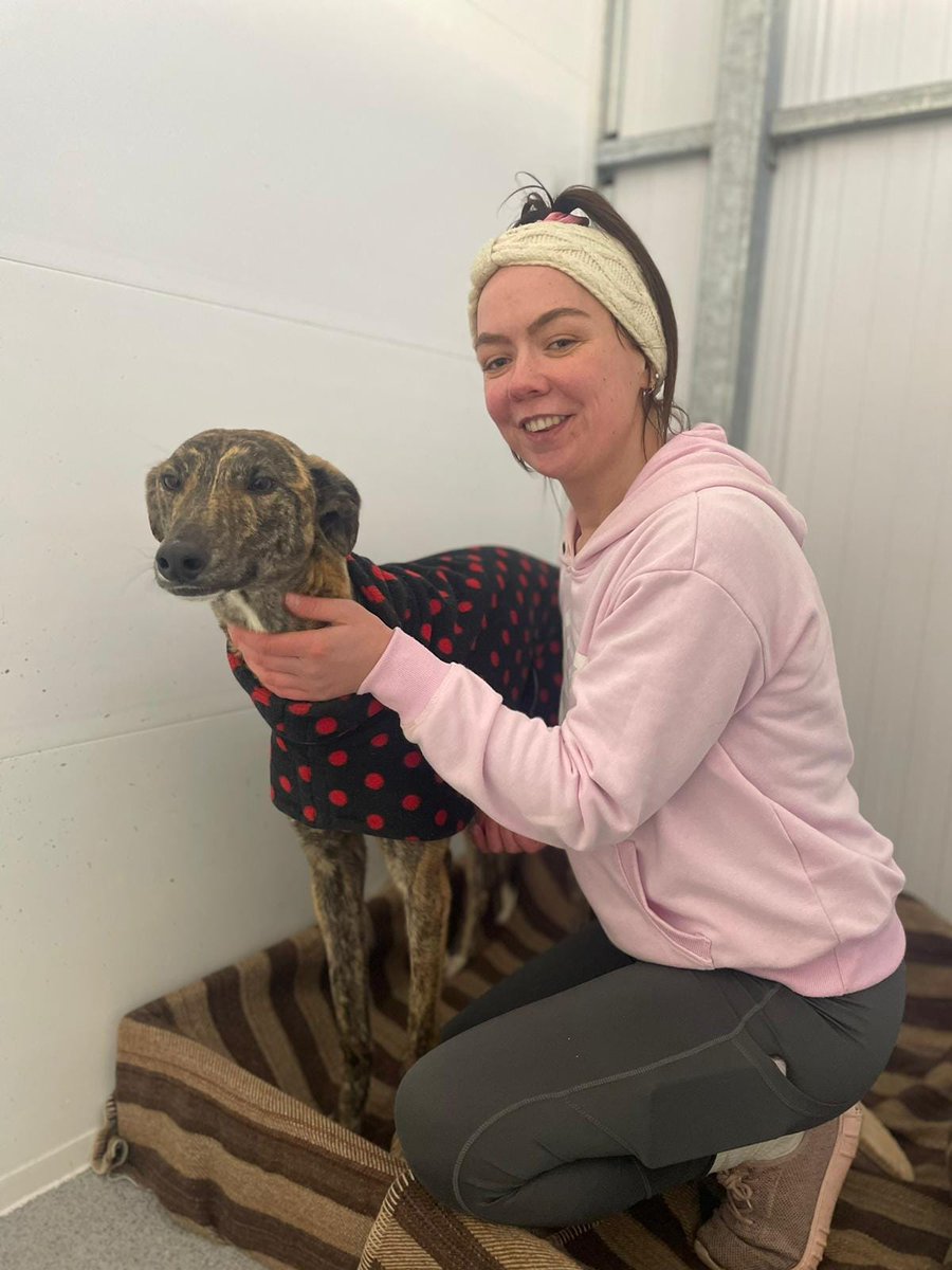 At 10.30pm tonight we said goodbye to 3 of our beautiful hounds Jellybean, Kells and Mahomes.

This time they travel back down our road & head to a new land, to new people and their forever homes.

#TeamworkMakesTheDreamWork #greyhoundlove #workingtogether #galwayspca #erinhounds