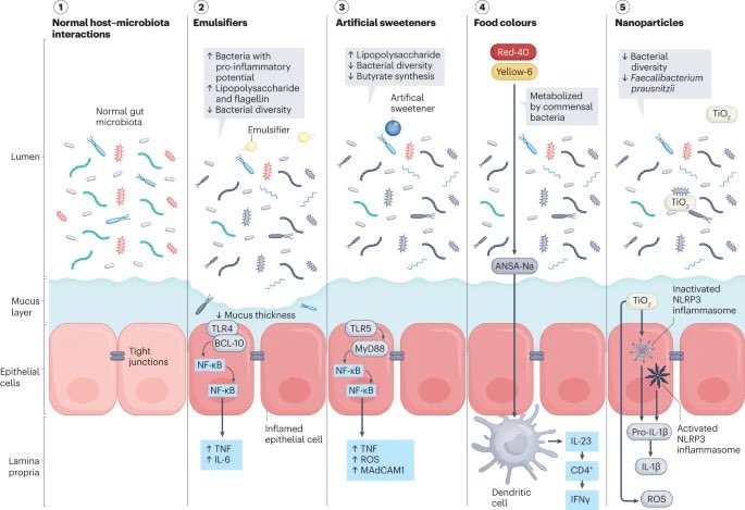 Effects of ultra-processed foods and food additives (emulsifiers, artificial sweeteners, colorants, nanoparticles) on gastrointestinal health. #MedTwitter #GITwitter #diet #nutrition nature.com/articles/s4157…