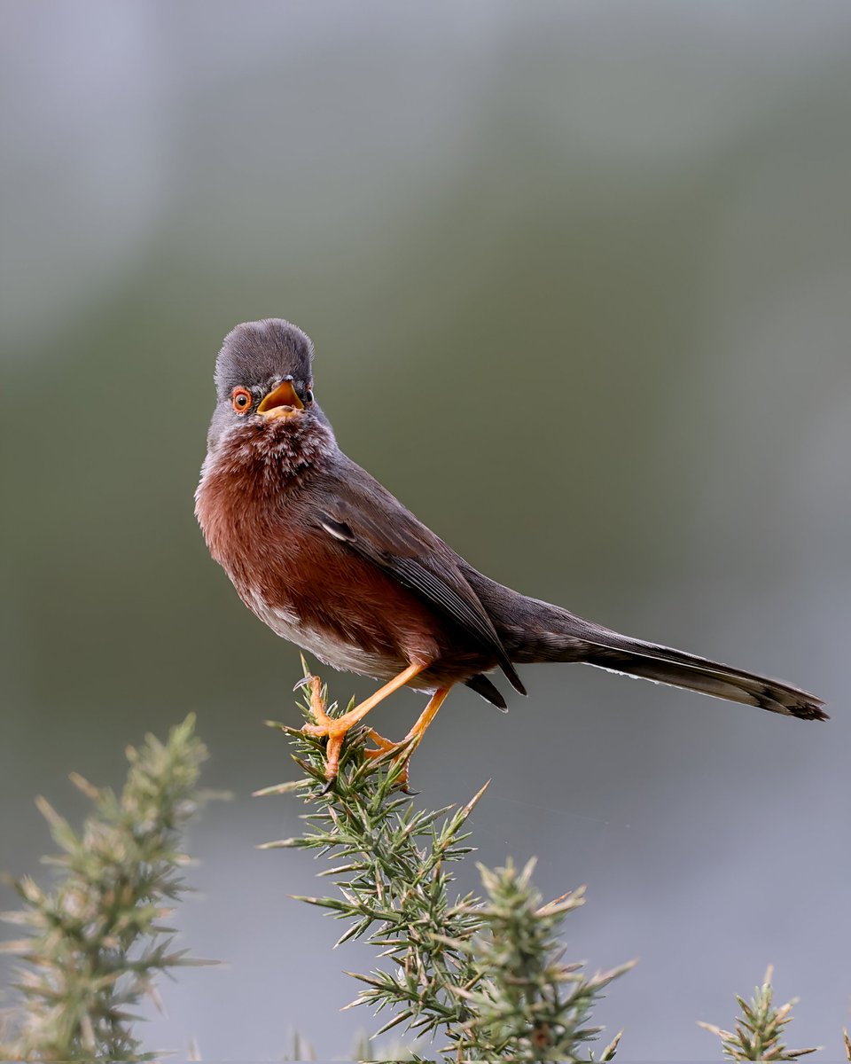 You know when you see a Dartford Warbler and it literally does look like 80s <a href="/ChrisGPackham/">Chris Packham</a> look at that fine hairdo.... #bbcspringwatch <a href="/BBCSpringwatch/">BBC Springwatch</a>