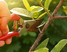 NKijame's tweet image. &quot;Embarking on your gardening journey? Avoiding common pitfalls can save you time and frustration. Let&apos;s explore some of the biggest mistakes new gardeners make. 🌱🚫 #GardeningTips #BeginnerMistakes