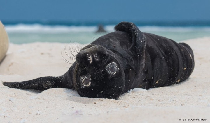 TMMC's tweet photo. Happy Aloha Friday! 🌈🦭🏝 Did you know #HawaiianMonkSeals are born with a black coat? After they molt, their fur turns silvery-grey on their backs and a light creamy color on their bellies. Explore how you can help this #EndangeredSpecies at https://t.co/ofrhA6YDvr https://t.co/DEYJpmA1DF