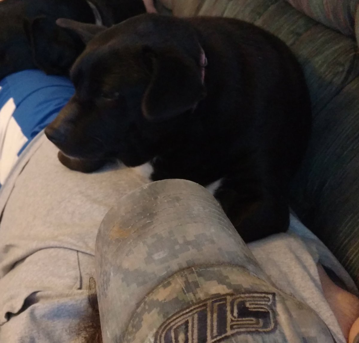 SteveSchroede19's tweet photo. Tonight we say goodbye to my best friend for almost 16 years. We love her and will miss her forever! Rest in peace my sweet baby girl! https://t.co/DZQoWm1OF2