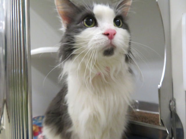 roundntalented's tweet image. OKC, Oklahoma! 
This polite, sweet 10yr old cat is at OKC Animal Welfare 😔 a week ago she was bright and cheerful, but now she has been noted to be a little depressed in the shelter. She has not been given a name, only a number 😭 she needs a lap to curl up on 💔