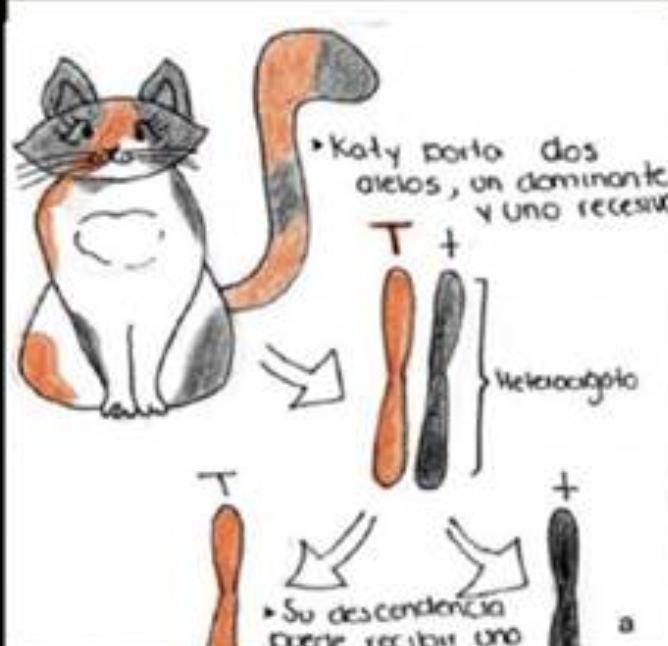 AMÉRICA CASTAÑEDA tweet media