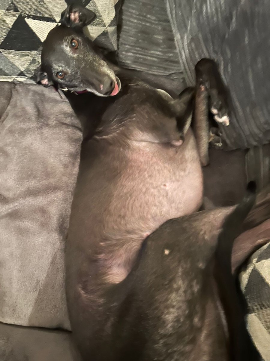 Little Uisce is getting grey! #cheekygrey