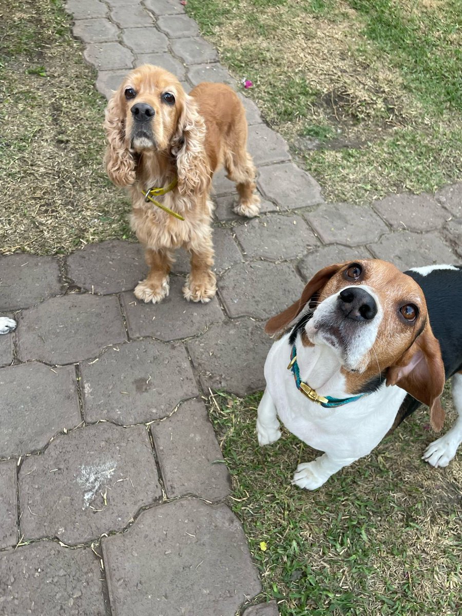 RefugiOceaniCAN's tweet image. Hola somos Frida y Maya...
Somos hermanitas y nos hemos quedado huérfanas!!!
Tuvimos un padre maravilloso..que amamos y nos amo!!
Pero ahora ,el está descansando ...en el cielo..
Le prometimos que vamos a estar bien,que nos vamos a cuidar..cómo siempre..y que seguiremos…