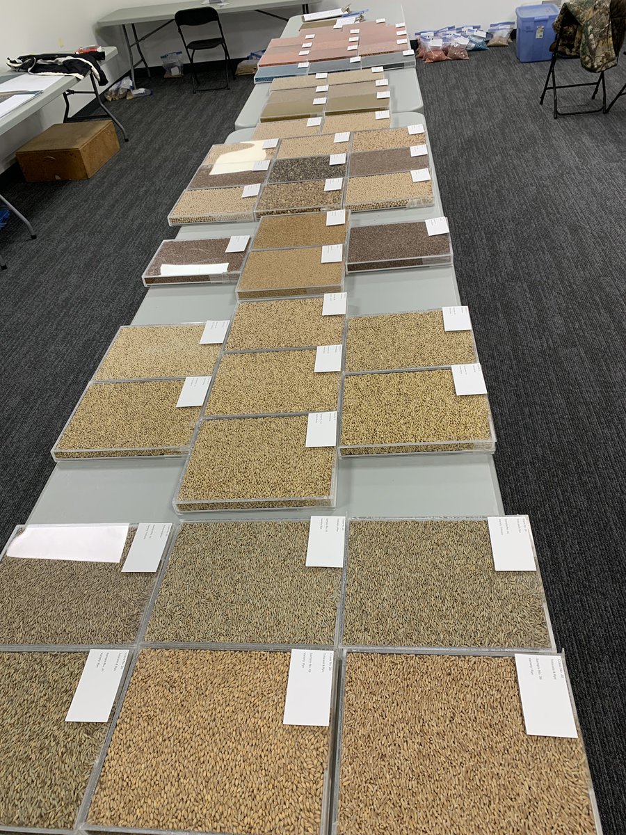 Just some of the samples being judged today for the <a href="/AG_EXPO/">AG EXPO & North American Seed Fair</a> seed fair. Saw equipment moving into the new @YQLagrifoodhub  in Lethbridge, should be a great show next week.