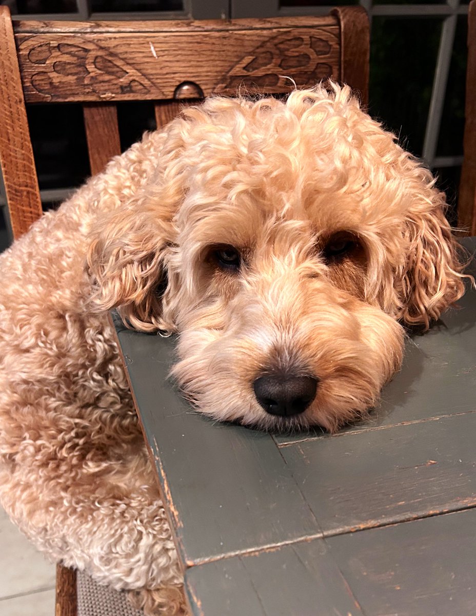 Marley just sighed… 
“What troubles you my fury little jobless freeloader?”