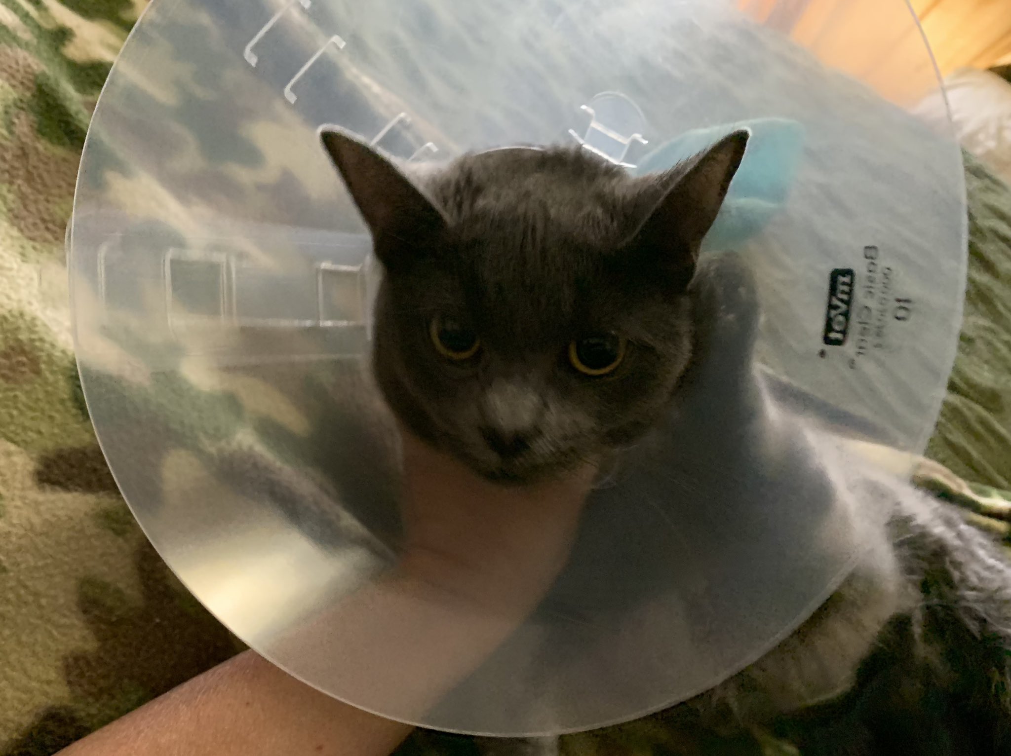 Cat hates cone sales collar