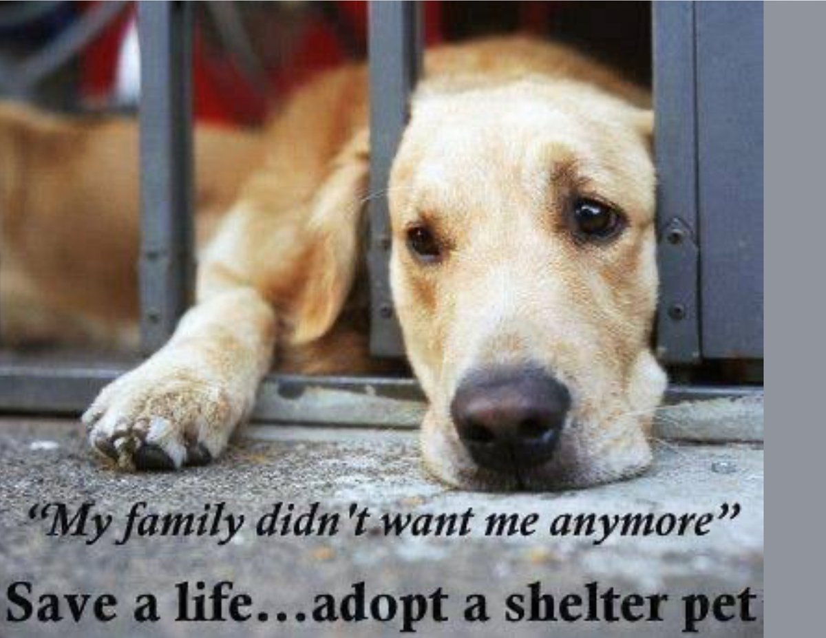 @shelter_lomdogs