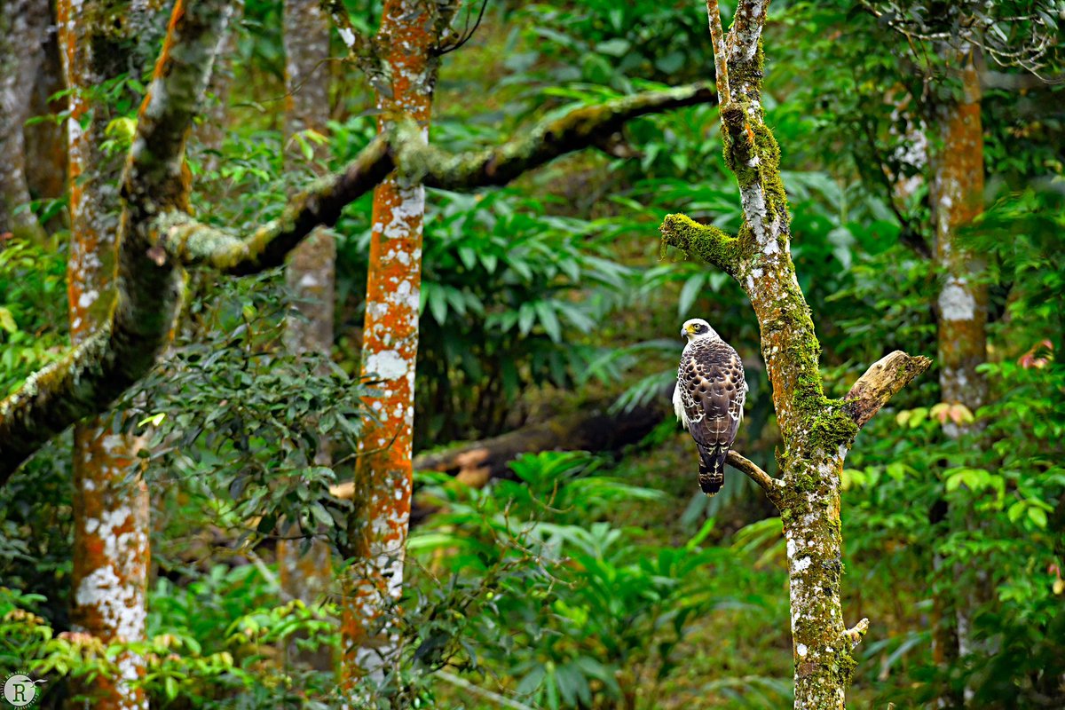 Good morning! Crested serpent eagle-Sub adult ,Western ghat #birdphotography #rathikaramasamy #wildlifephotography #westernghat