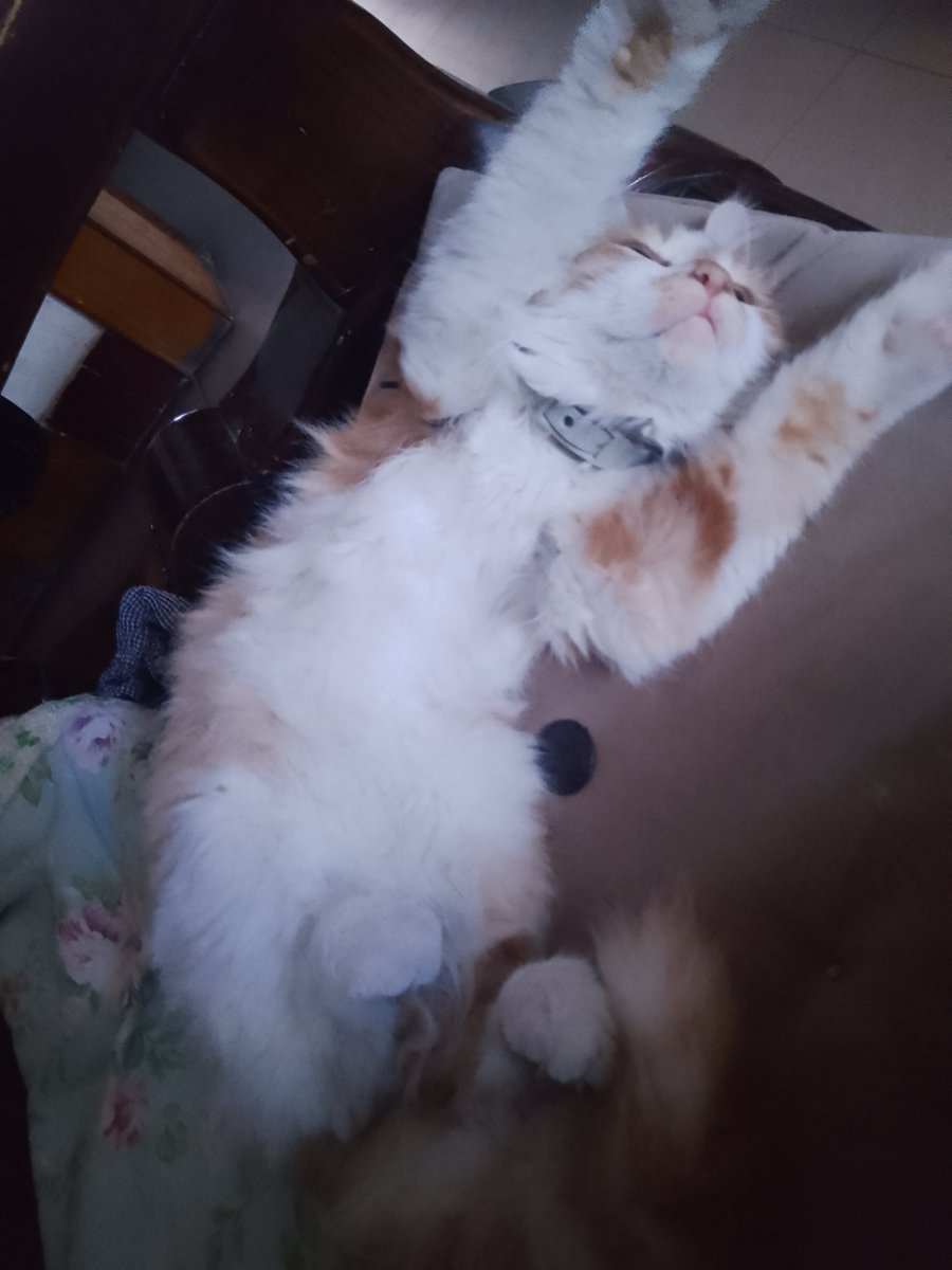 MarksandLenin's tweet photo. cute cat😍😍😍 https://t.co/4QAhEm8p1C