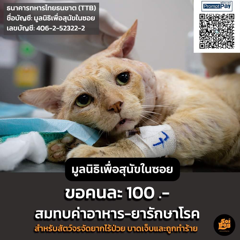 kadanboon1995's tweet photo. ขอเชิญทุกท่านร่วมทำบุญเพื่อสร้างความดี เสริมสิริมงคลและกุศลอันยิ่งใหญ่ ผ่านการบริจาคให้ทานเพื่อช่วยสมทบทุนค่าอาหารและยา ต่อลมหายใจและมอบชีวิตใหม่ให้สัตว์จรจัดยากไร้ที่ป่วยและบาดเจ็บที่มูลนิธิฯ ในขณะนี้
ช่องทางการบริจาคช่วยเหลือ
1. สแกน QR Code ที่ภาพ
2. ชื่อบัญชี: มูลนิธิเพื่อสุนัขในซอย
ธ.ทหารไทยธนชาต (TTB) เลขบัญชี: 406-2-52322-2
3. บริจาคผ่านหน้าเว็บไซต์ของมูลนิธิฯ ที่
https://t.co/jw7sAapX3A