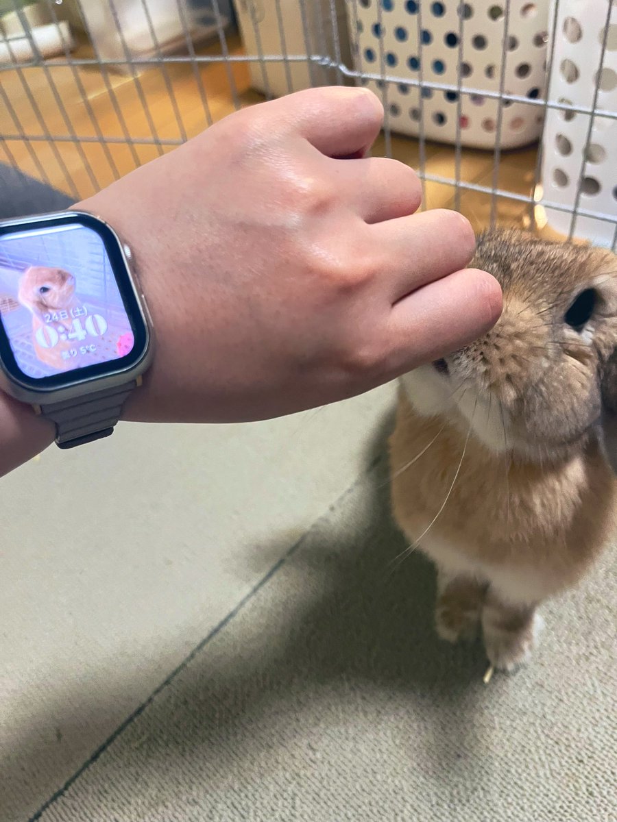 健康管理の為、Apple Watchを買ってもらっていたのですが、約半年使ってみて今のところ一番良いと思っているのは、仕事中も時間を確認する振りをしていつでも自然にメープルを拝めることです😌(←仕事しろ💦)

#うさぎと暮らす #ホーランドロップ