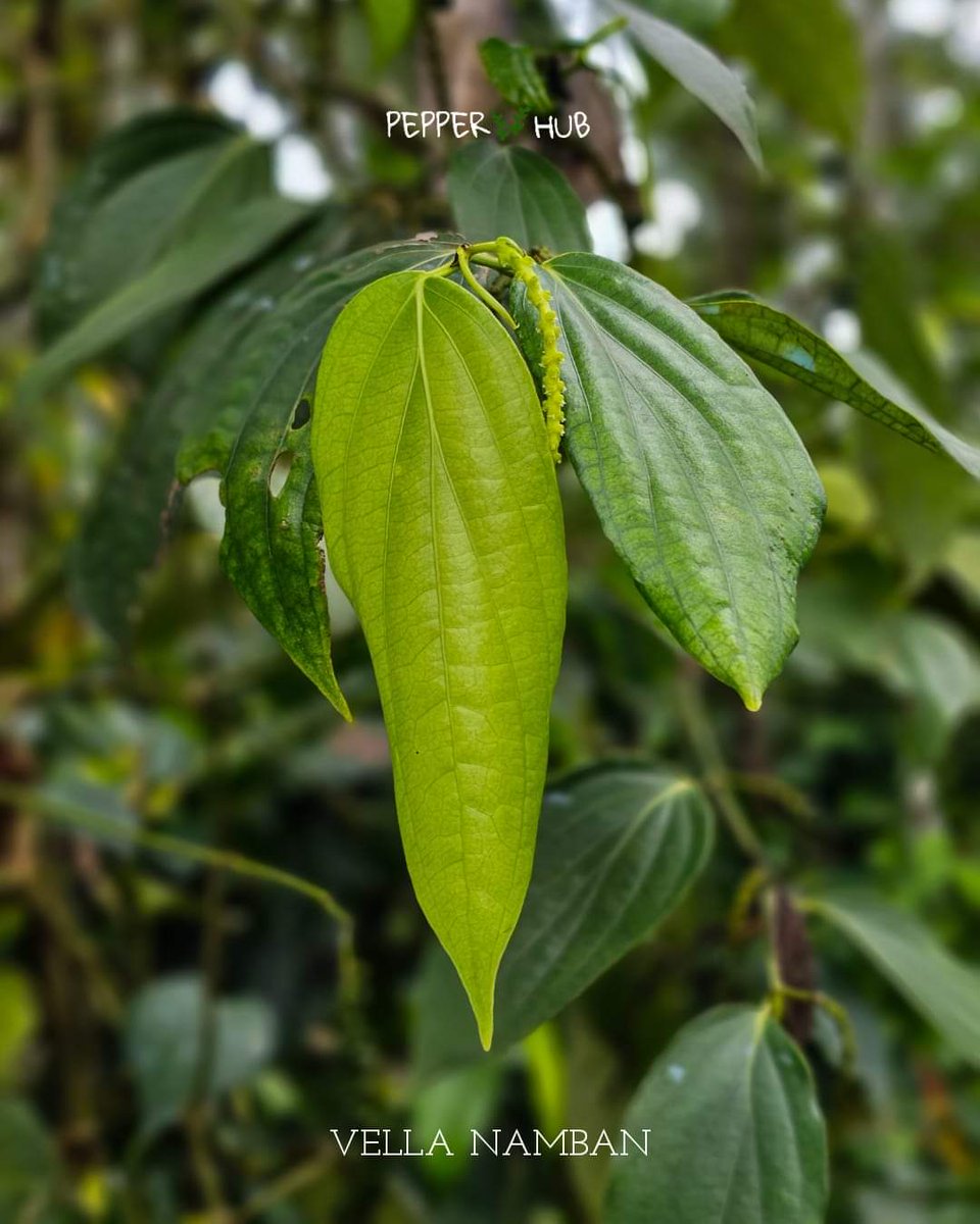 Pepper Hub tweet media
