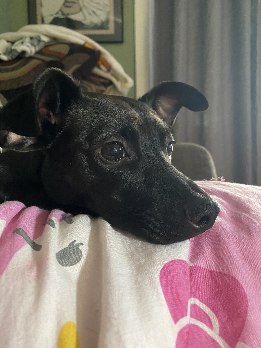 timekompression's tweet image. Genuinely cannot believe there was a point in time where I was…not….a dog person because now I feel like I’m borderline insufferable and I could not imagine without Marco. I would legitimately take a bullet for him