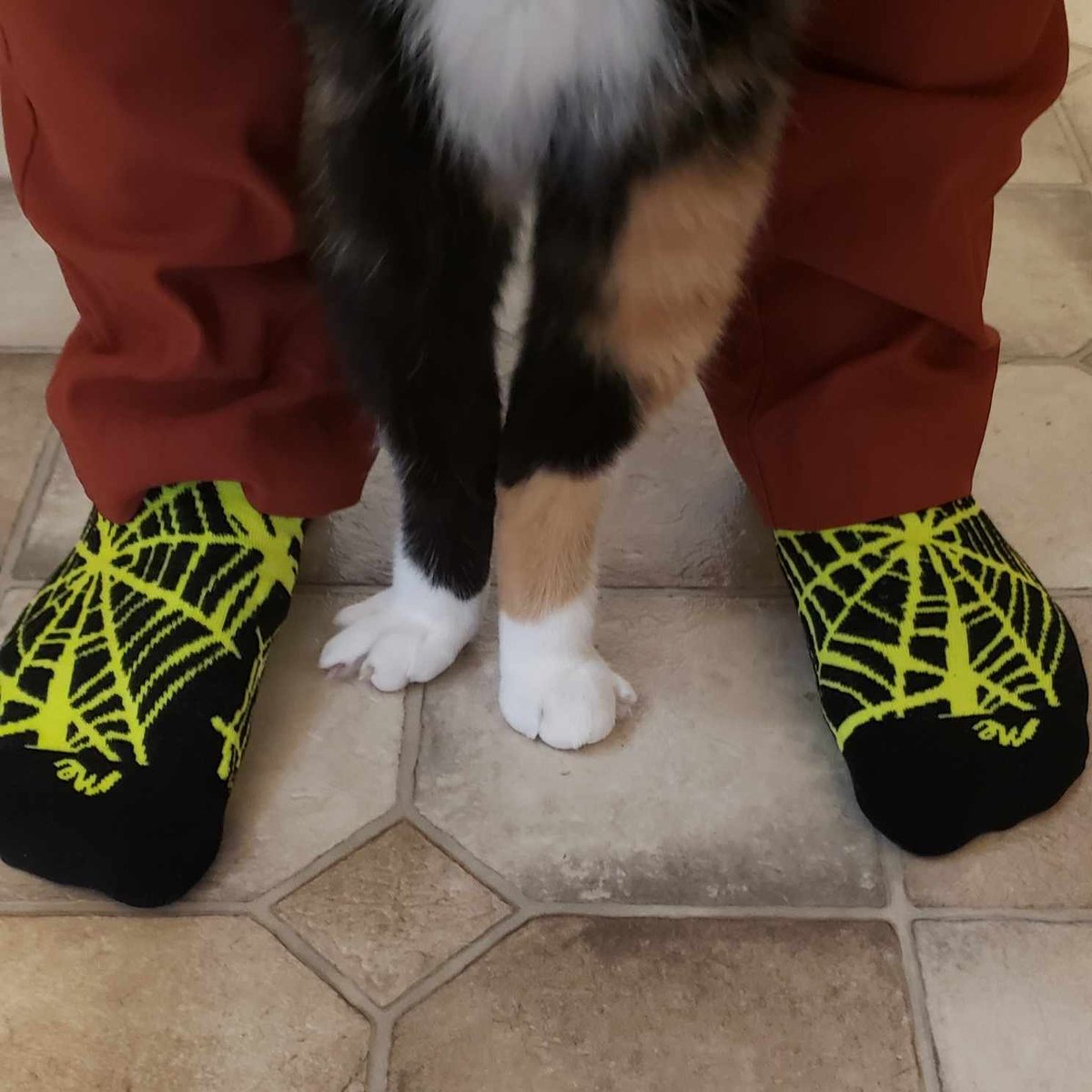 Danicryptid's tweet image. Had to cancel the stream today. Just not feeling up to streaming today, sorry guys. 

#mentalhealthmatters #selfcare #peats