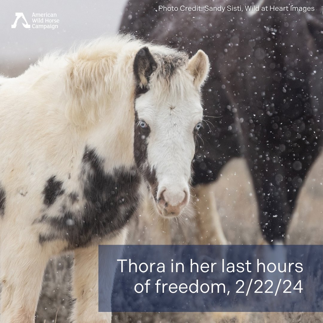 FreeWildHorses's tweet photo. Thora, our beloved six-month wild Wyoming filly, has been captured and removed from the McCullough Peaks HMA, along with three other young horses: Tabasco, Trinity, and Juniper. All have been separated from their mothers; Thora was unweaned. Read more: https://t.co/7QYbLVir0C https://t.co/IIqktMaqHn