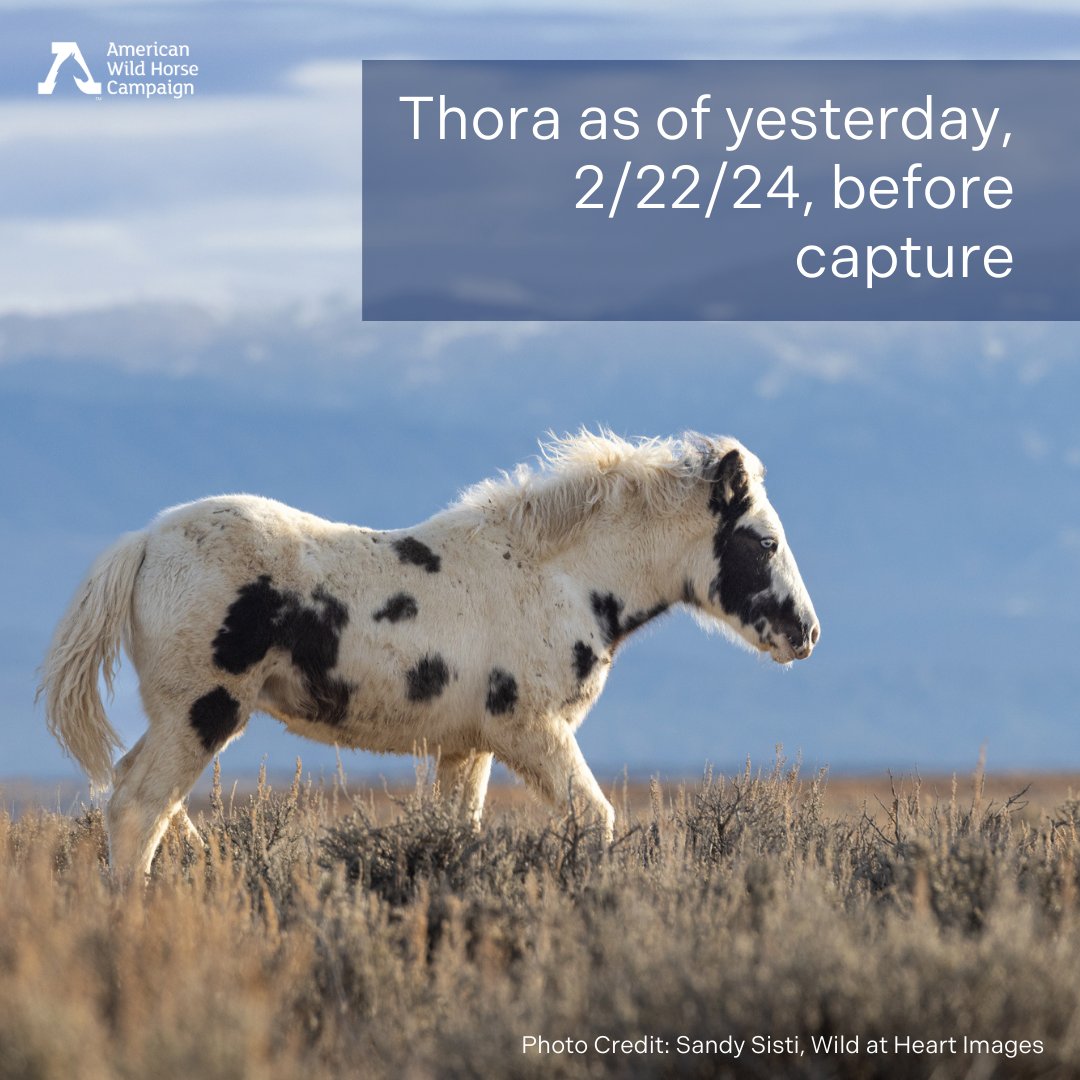 FreeWildHorses's tweet photo. Thora, our beloved six-month wild Wyoming filly, has been captured and removed from the McCullough Peaks HMA, along with three other young horses: Tabasco, Trinity, and Juniper. All have been separated from their mothers; Thora was unweaned. Read more: https://t.co/7QYbLVir0C https://t.co/IIqktMaqHn