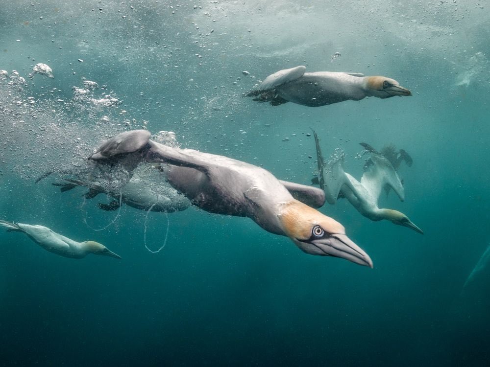 Northern gannets plunge into the water to hunt in Shetland. This image won the British Waters Wide Angle category. Photographer: Kat Zhou / UPY2024 : Courtesy: Smithsonian Magazine #gannets #shetland