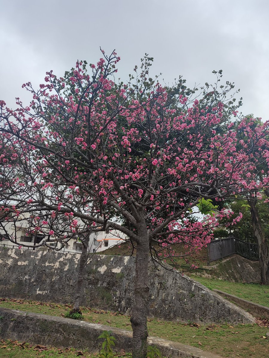 今日は何もしない日、体と心を程よく休ませます。森林浴をしながらウォーキングをして、こどもが公園でサッカーや遊具で遊ぶのを見て、池ではカモが仲良く水面をスイスイと泳ぎ、空を眺めたり、海を眺めたり、潮風をほほに感じたり、ゆっくり、ゆったりと時間が流れています。脱日常を感じてます。
