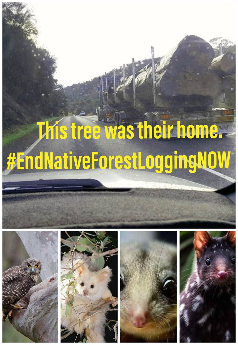 Earth1stlinda2's tweet photo. @tanya_plibersek @AlboMP For the #kiddies of all species..
#EndNativeForestLogging
#EndNativeForestLoggingNOW https://t.co/IC4gDwJalE