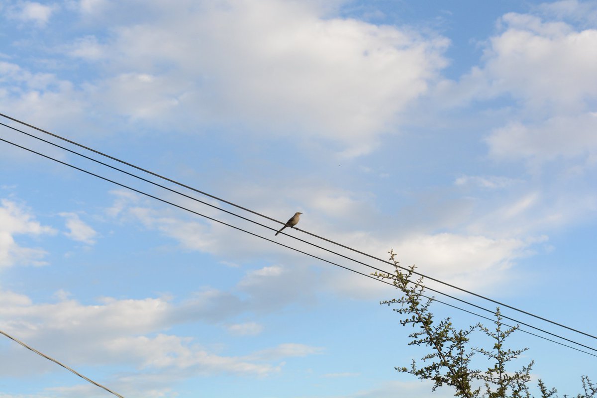 pishifat tweet media